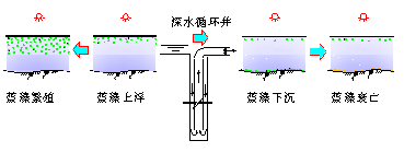 深井增壓控制水體藍(lán)藻生長(zhǎng)繁殖原理 